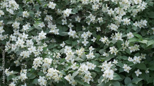 Blooming jasmine captivates in a vibrant garden setting