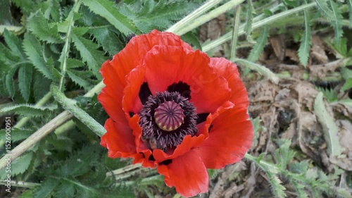 Vibrant orange poppy blooms in a sunny garden setting