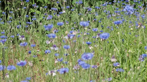 Discovering the beauty of wildflowers in full bloom at the meadow