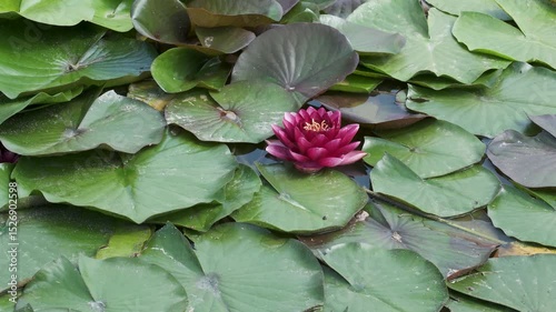 Enchanting water lily blooms amidst serene lily pads in tranquil pond
