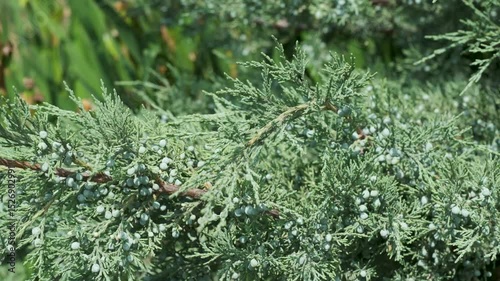 Colorful juniper branches showcasing lush greenery and vibrant berries