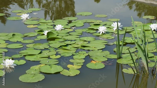 Serene beauty of white lilies blooming on tranquil pond