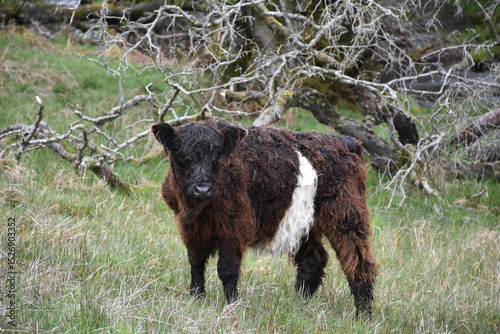 Obraz na plátně Baby Belted Galloway Calf in Tall Grasses