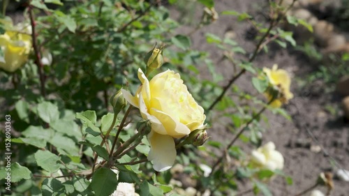 Blooming yellow roses in a serene garden setting