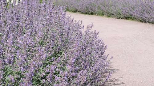 Beautiful lavender blooms lining a serene garden path in spring