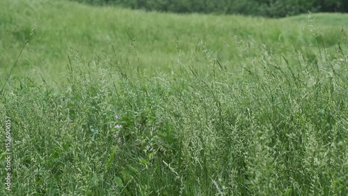 Gentle winds dance through lush green fields in late spring