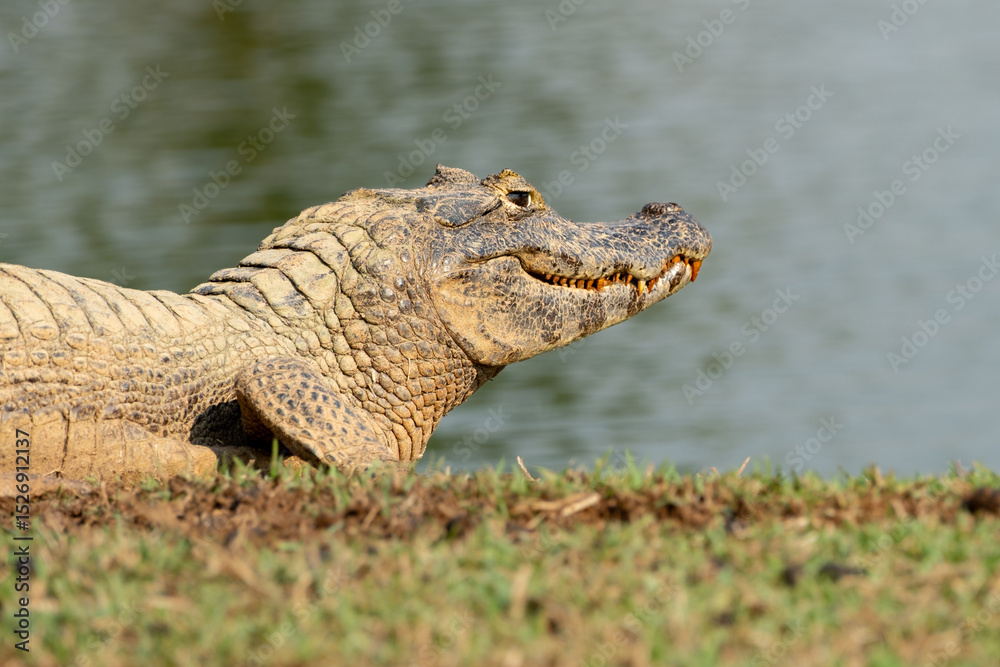 Obraz premium Yacare Caiman at the Water’s Edge in Brazil’s Pantanal Wetlands