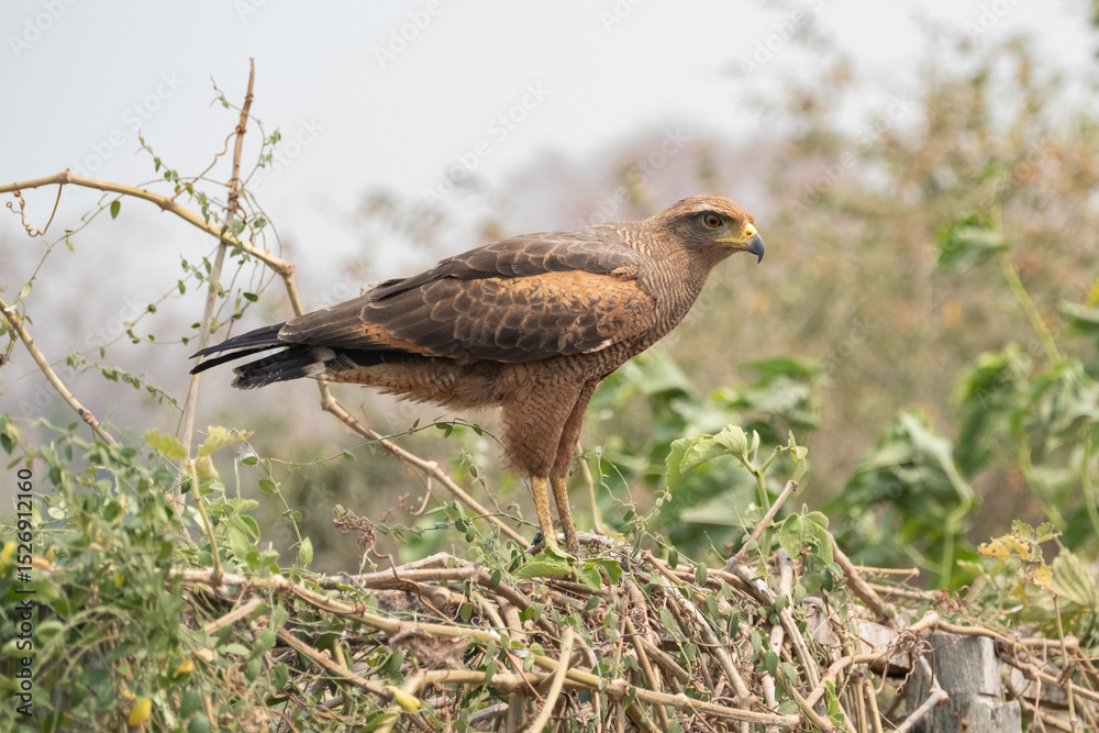 Fototapeta premium Savana Hawk (Buteogallus meridionalis) in the Pantanal wetlands of Mato Grosso, Brazil.