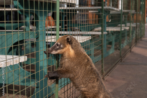 Coati at Iguaz National Park looking at tourists eating inside a food-protection cage.