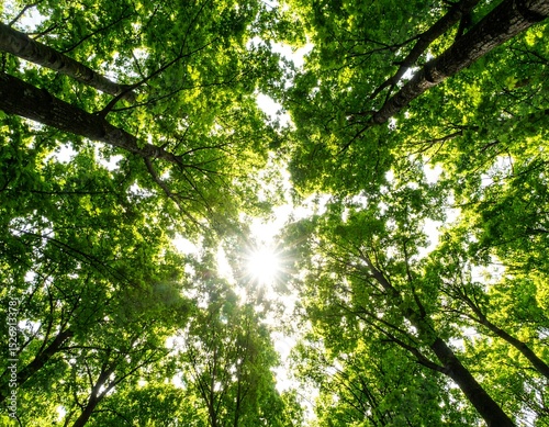 Lush green canopy