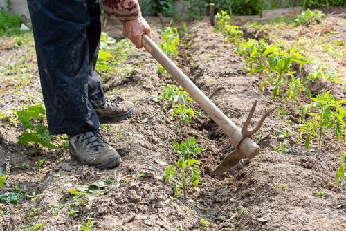 Manual processing of the ground with hoe in a tomatoes cultivation. Garden work in spring. Traditional agriculture.