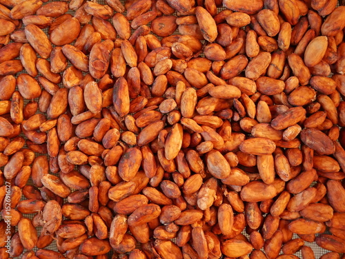 Bunch of sun dried cacao beans