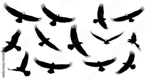 Silhouette of eagles and hawks in flight on white background vector illustration