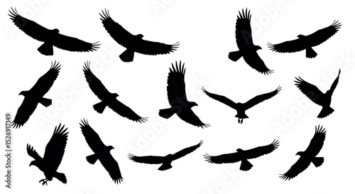Silhouettes of birds in flight: diverse eagle forms and wing spans vector illustration