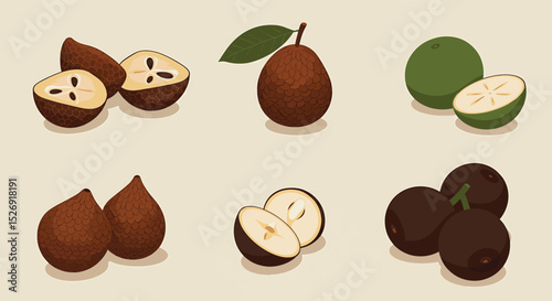 Tropical Fruits Illustration Jabuticaba, Guava, and More