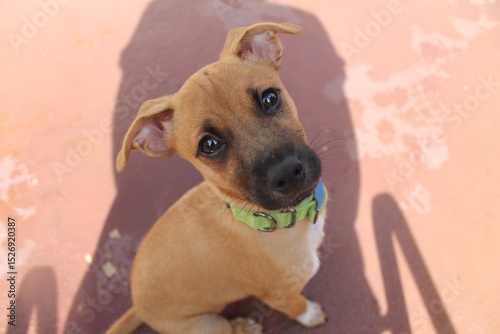 rescued dog with puppy eyes