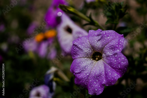 Flores