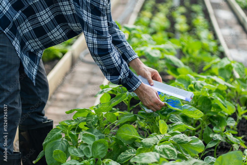 Naklejka premium Farmers checking and caring for vegetables growing in a greenhouse, modern agriculture and organic farming concept.