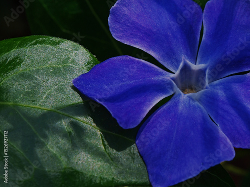 Flores