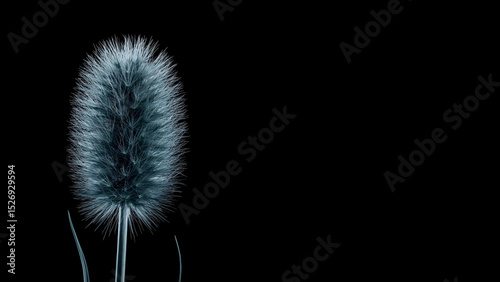 Unique close-up of a fluffy plant against a simple black background highlighting its texture and form
