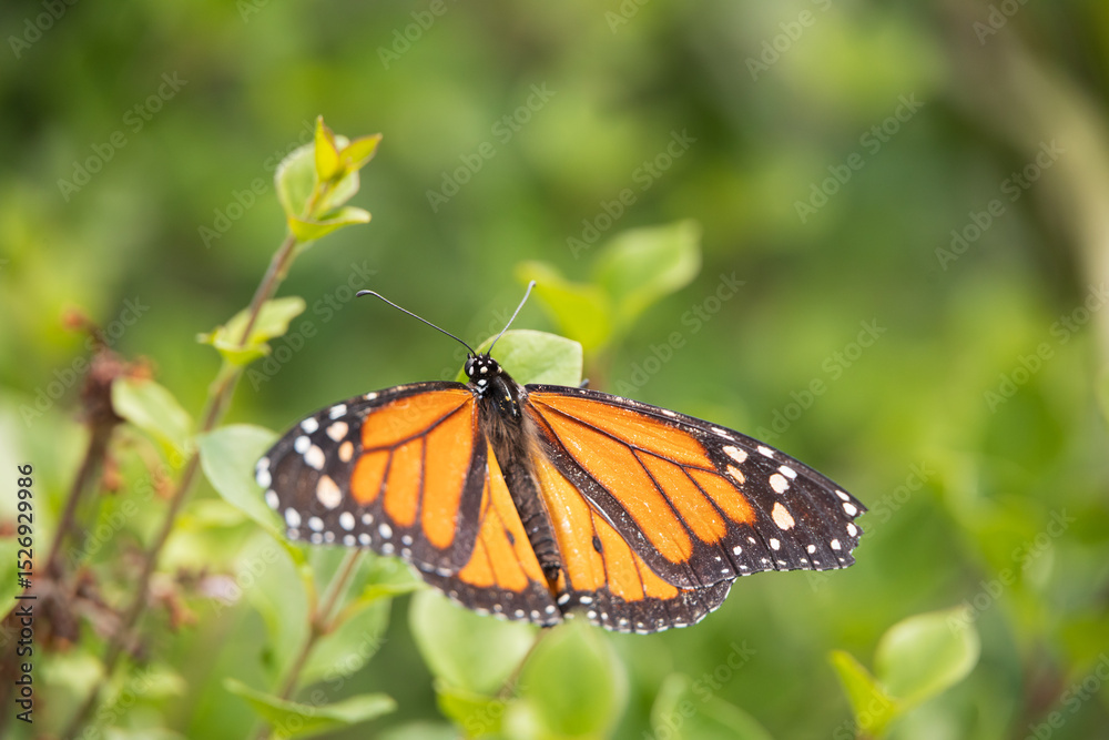 Fototapeta premium Monarch butterfly on a green leaf close-up