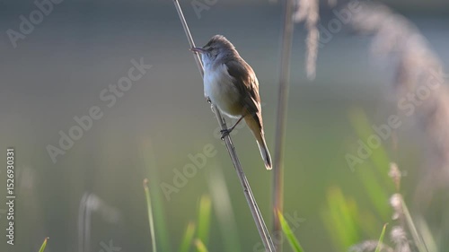 Reed Warbler Perched on a Reed Stalk in Golden Hour Sunlight