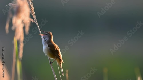 Reed Warbler Perched on a Reed Stalk in Golden Hour Sunlight