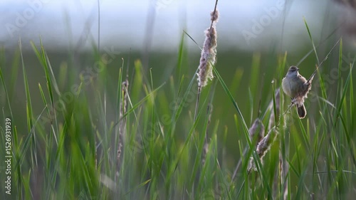 Reed Warbler Perched on a Reed Stalk in Golden Hour Sunlight