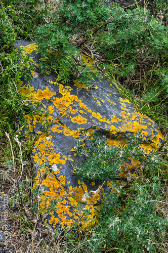 Boulder with yellow-orange lichen in the coastal vegetation of Turakirae Head, in the remote extreme south of North Island, New Zealand. 
