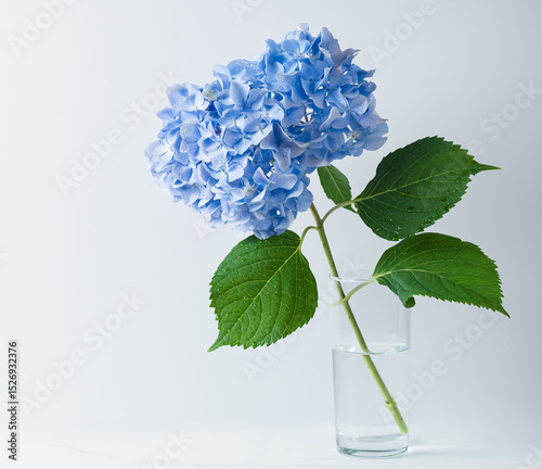 Blue hydrangea
