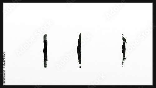 A bird rests on a piling in a river along the North Carolina coast in this minimalist photograph