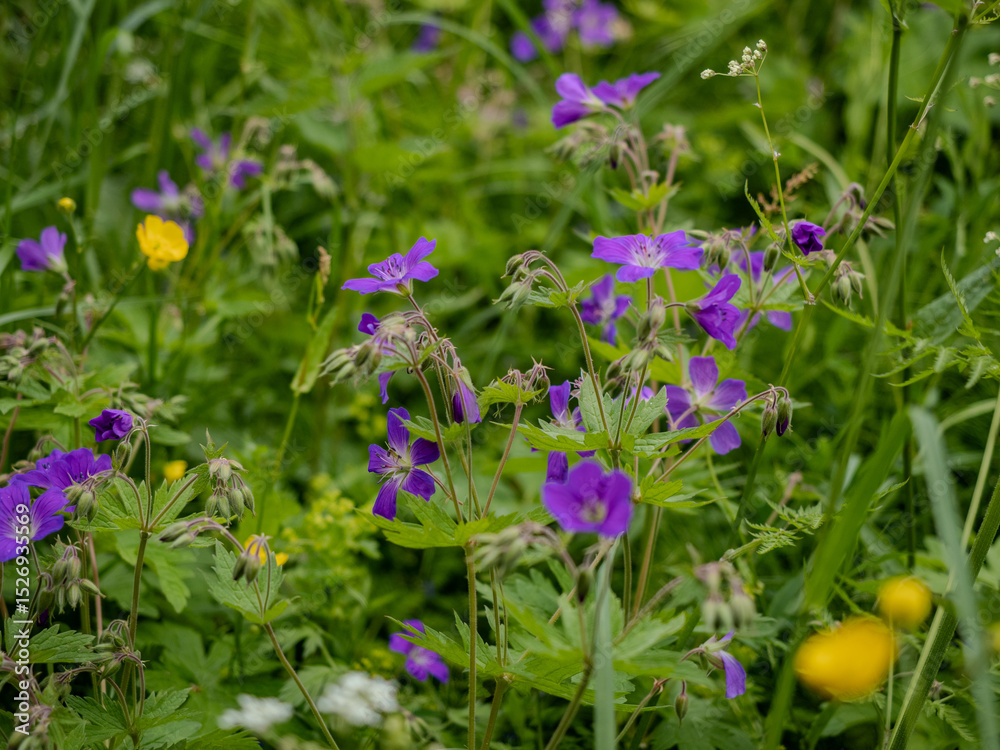 Fototapeta premium Cranesbill Flowers Blooming in Summer Meadow