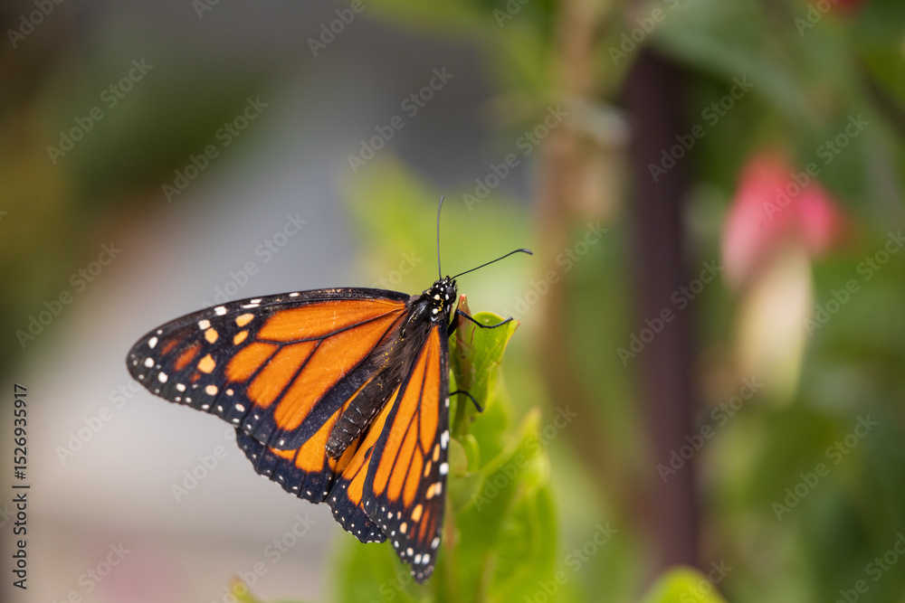 Obraz premium Monarch butterfly on a green leaf