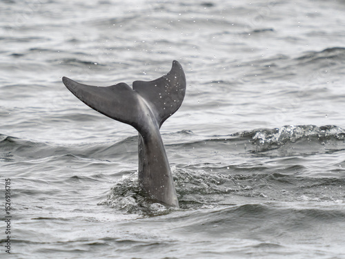 Large grey dolphin fluke protruding from the water surface