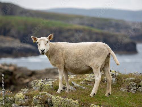 Sheep in the Scottish highlands with rocky coast in the background