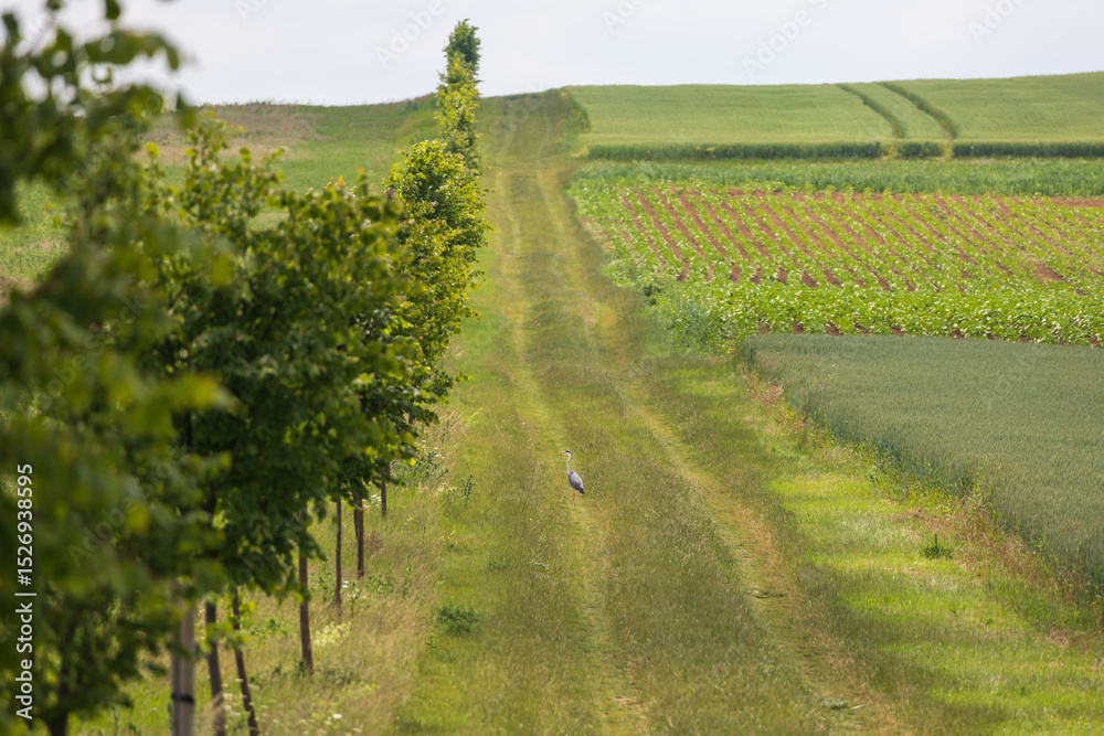 Naklejka premium Spring village landscape. Green fields and meadows with grain