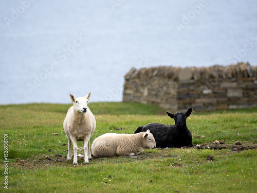 Three white and black sheep in front of a drystone enclosure
