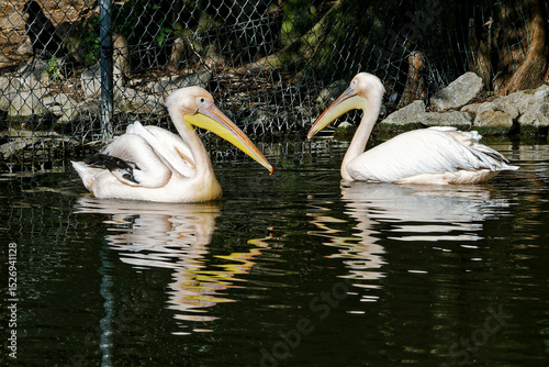 pelicans on the water