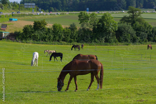 Lush green pastures host a herd of horses grazing peacefully under bright skies, evoking a sense of tranquil, natural beauty.