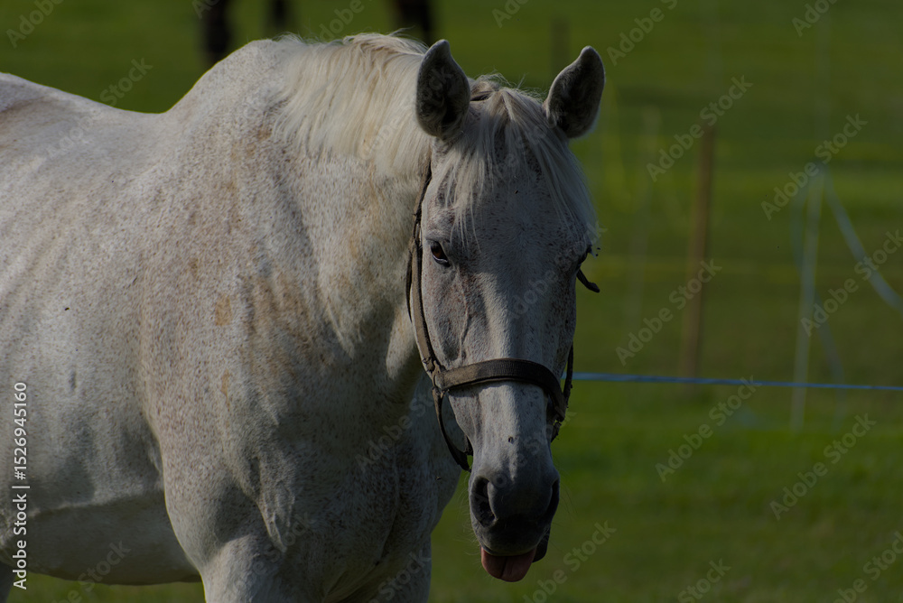 Fototapeta premium Lush green pastures host a herd of horses grazing peacefully under bright skies, evoking a sense of tranquil, natural beauty.