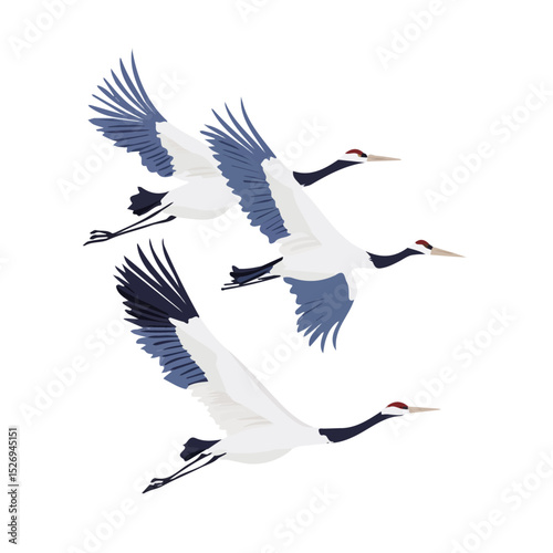 Cranes Flying In Formation vector 2D flat illustration, isolated on a white background.