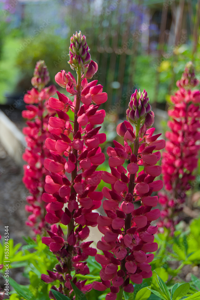 Obraz premium Vibrant crimson lupines stand tall in a garden, their striking spires of blooms adding dramatic color and vertical elegance to the summer landscape