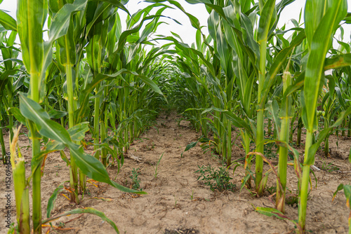 A fragment of a field with visible rows in which corn was planted