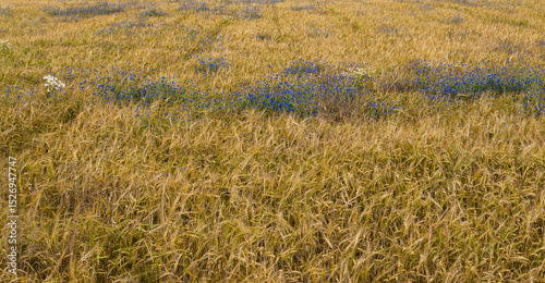Centaurea cyanus growing in the rye field during summer season