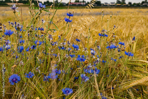 Centaurea cyanus growing in the rye field during summer season