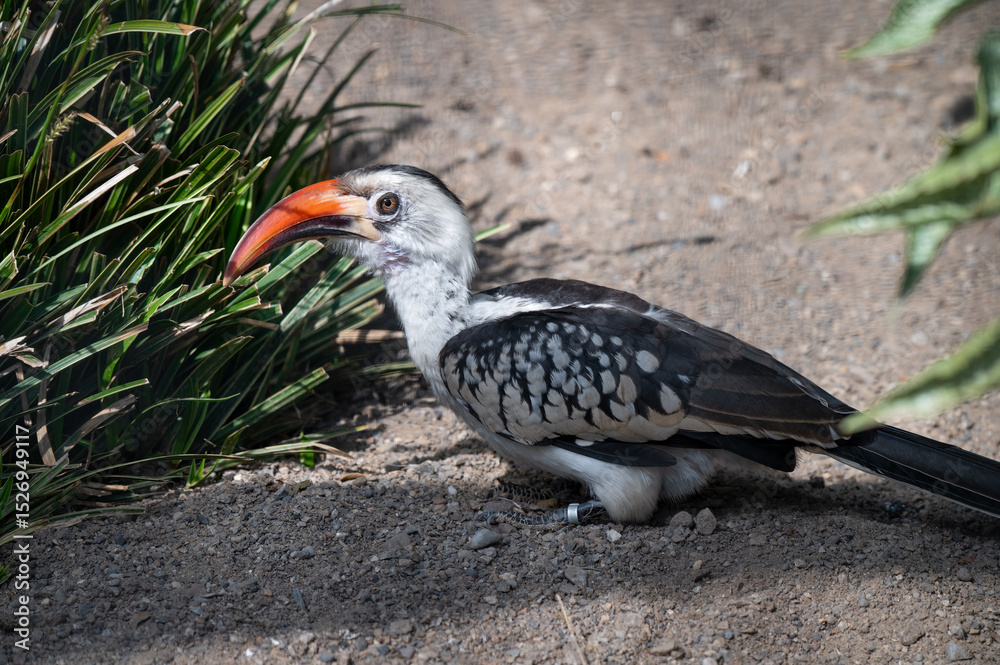 Obraz premium Red-billed Hornbill Walking on the Ground