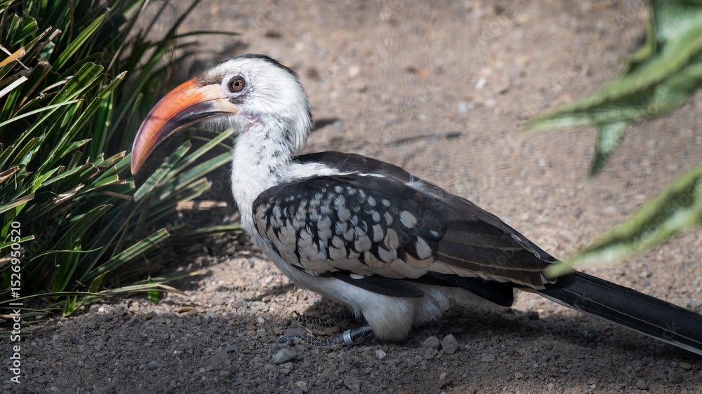 Obraz premium Red-billed Hornbill Walking on the Ground