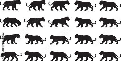 This is a Tiger
