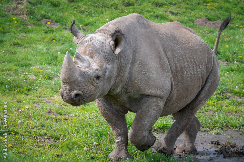 Fototapeta premium Black Rhinoceros Walking on Grass