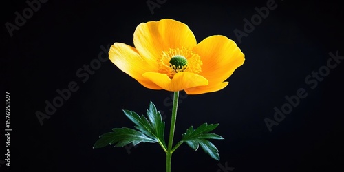 Yellow Flower